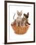 Domestic Cat, Tonkinese, blue tabby mink, three male kittens-Chris Brignell-Framed Photographic Print