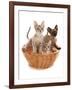 Domestic Cat, Tonkinese, blue tabby mink, three male kittens-Chris Brignell-Framed Photographic Print