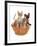 Domestic Cat, Tonkinese, blue tabby mink, three male kittens-Chris Brignell-Framed Photographic Print