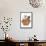 Domestic Cat, Tonkinese, blue tabby mink, three male kittens-Chris Brignell-Framed Stretched Canvas displayed on a wall