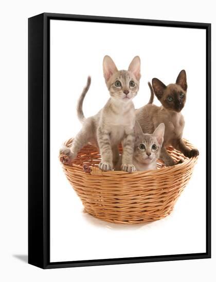 Domestic Cat, Tonkinese, blue tabby mink, three male kittens-Chris Brignell-Framed Stretched Canvas