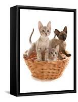 Domestic Cat, Tonkinese, blue tabby mink, three male kittens-Chris Brignell-Framed Stretched Canvas