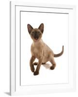 Domestic Cat, Tonkinese, brown mink, female kitten-Chris Brignell-Framed Photographic Print