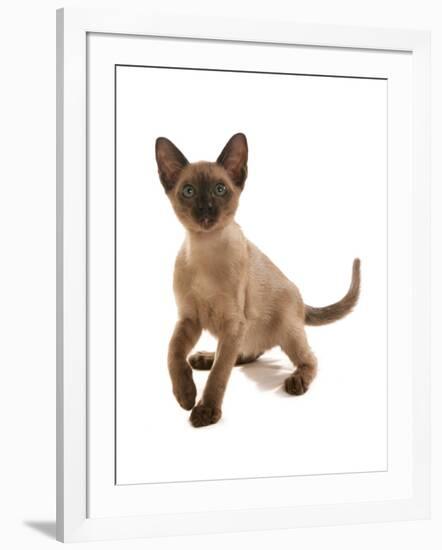 Domestic Cat, Tonkinese, brown mink, female kitten-Chris Brignell-Framed Photographic Print