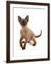 Domestic Cat, Tonkinese, brown mink, female kitten-Chris Brignell-Framed Photographic Print