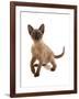 Domestic Cat, Tonkinese, brown mink, female kitten-Chris Brignell-Framed Photographic Print