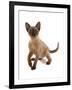 Domestic Cat, Tonkinese, brown mink, female kitten-Chris Brignell-Framed Photographic Print