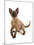 Domestic Cat, Tonkinese, brown mink, female kitten-Chris Brignell-Mounted Photographic Print