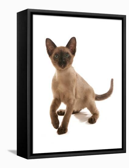 Domestic Cat, Tonkinese, brown mink, female kitten-Chris Brignell-Framed Stretched Canvas