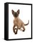 Domestic Cat, Tonkinese, brown mink, female kitten-Chris Brignell-Framed Stretched Canvas