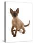 Domestic Cat, Tonkinese, brown mink, female kitten-Chris Brignell-Stretched Canvas