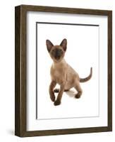 Domestic Cat, Tonkinese, brown mink, female kitten-Chris Brignell-Framed Photographic Print