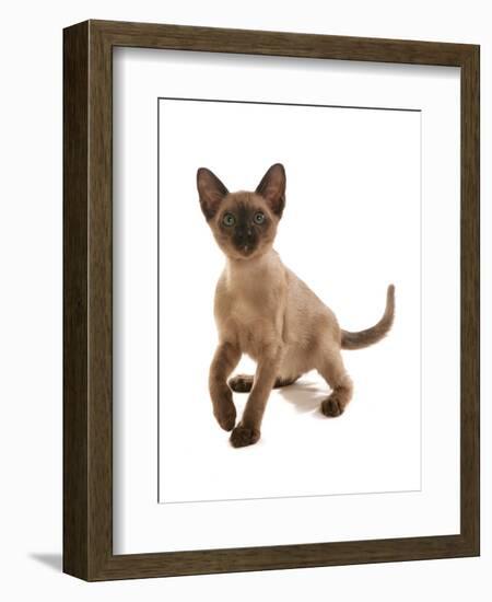 Domestic Cat, Tonkinese, brown mink, female kitten-Chris Brignell-Framed Photographic Print