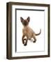 Domestic Cat, Tonkinese, brown mink, female kitten-Chris Brignell-Framed Photographic Print