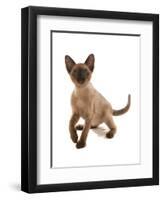 Domestic Cat, Tonkinese, brown mink, female kitten-Chris Brignell-Framed Photographic Print