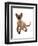 Domestic Cat, Tonkinese, brown mink, female kitten-Chris Brignell-Framed Photographic Print