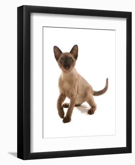 Domestic Cat, Tonkinese, brown mink, female kitten-Chris Brignell-Framed Photographic Print