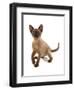 Domestic Cat, Tonkinese, brown mink, female kitten-Chris Brignell-Framed Photographic Print