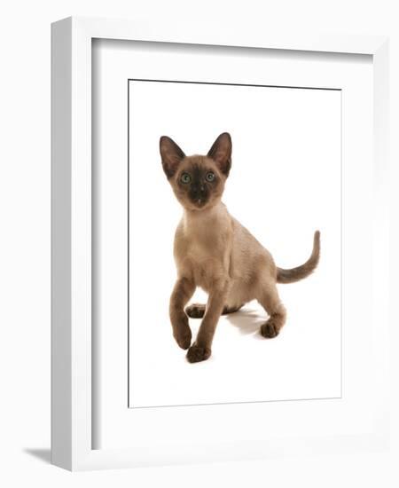 Domestic Cat, Tonkinese, brown mink, female kitten-Chris Brignell-Framed Photographic Print