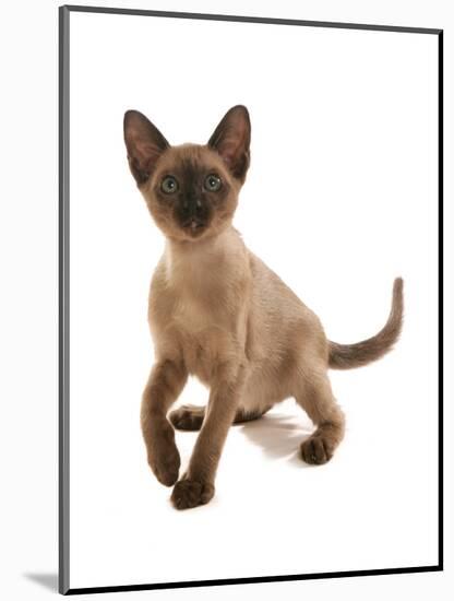 Domestic Cat, Tonkinese, brown mink, female kitten-Chris Brignell-Mounted Photographic Print