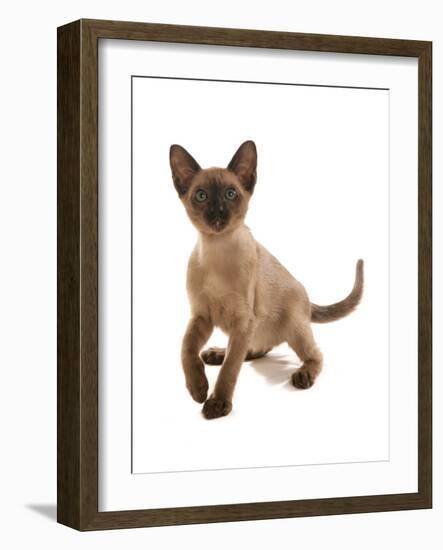 Domestic Cat, Tonkinese, brown mink, female kitten-Chris Brignell-Framed Photographic Print