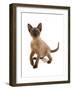 Domestic Cat, Tonkinese, brown mink, female kitten-Chris Brignell-Framed Photographic Print