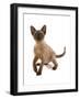 Domestic Cat, Tonkinese, brown mink, female kitten-Chris Brignell-Framed Photographic Print