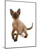 Domestic Cat, Tonkinese, brown mink, female kitten-Chris Brignell-Mounted Photographic Print