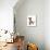 Domestic Cat, Tonkinese, brown mink, female kitten-Chris Brignell-Mounted Photographic Print displayed on a wall