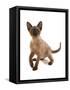 Domestic Cat, Tonkinese, brown mink, female kitten-Chris Brignell-Framed Stretched Canvas