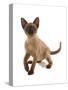 Domestic Cat, Tonkinese, brown mink, female kitten-Chris Brignell-Stretched Canvas
