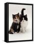 Domestic Cat, Tortoiseshell and Black-And-White Kittens-Jane Burton-Framed Stretched Canvas