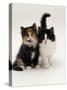 Domestic Cat, Tortoiseshell and Black-And-White Kittens-Jane Burton-Stretched Canvas
