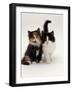 Domestic Cat, Tortoiseshell and Black-And-White Kittens-Jane Burton-Framed Photographic Print