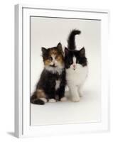 Domestic Cat, Tortoiseshell and Black-And-White Kittens-Jane Burton-Framed Photographic Print