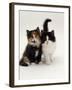 Domestic Cat, Tortoiseshell and Black-And-White Kittens-Jane Burton-Framed Photographic Print