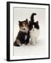 Domestic Cat, Tortoiseshell and Black-And-White Kittens-Jane Burton-Framed Photographic Print