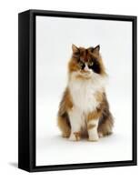 Domestic Cat, Tortoiseshell and White Female Sitting-Jane Burton-Framed Stretched Canvas