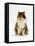 Domestic Cat, Tortoiseshell and White Female Sitting-Jane Burton-Framed Stretched Canvas