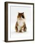 Domestic Cat, Tortoiseshell and White Female Sitting-Jane Burton-Framed Photographic Print