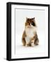 Domestic Cat, Tortoiseshell and White Female Sitting-Jane Burton-Framed Photographic Print