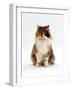 Domestic Cat, Tortoiseshell and White Female Sitting-Jane Burton-Framed Photographic Print