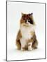 Domestic Cat, Tortoiseshell and White Female Sitting-Jane Burton-Mounted Photographic Print