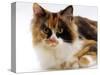 Domestic Cat, Tortoiseshell and White-Jane Burton-Stretched Canvas