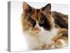 Domestic Cat, Tortoiseshell and White-Jane Burton-Stretched Canvas