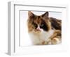 Domestic Cat, Tortoiseshell and White-Jane Burton-Framed Premium Photographic Print