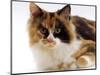 Domestic Cat, Tortoiseshell and White-Jane Burton-Mounted Premium Photographic Print