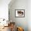 Domestic Cat, Tortoiseshell and White-Jane Burton-Framed Photographic Print displayed on a wall