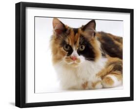 Domestic Cat, Tortoiseshell and White-Jane Burton-Framed Photographic Print