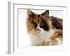 Domestic Cat, Tortoiseshell and White-Jane Burton-Framed Photographic Print